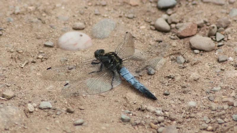 Black-tailed Skimmer by Lawton Walker