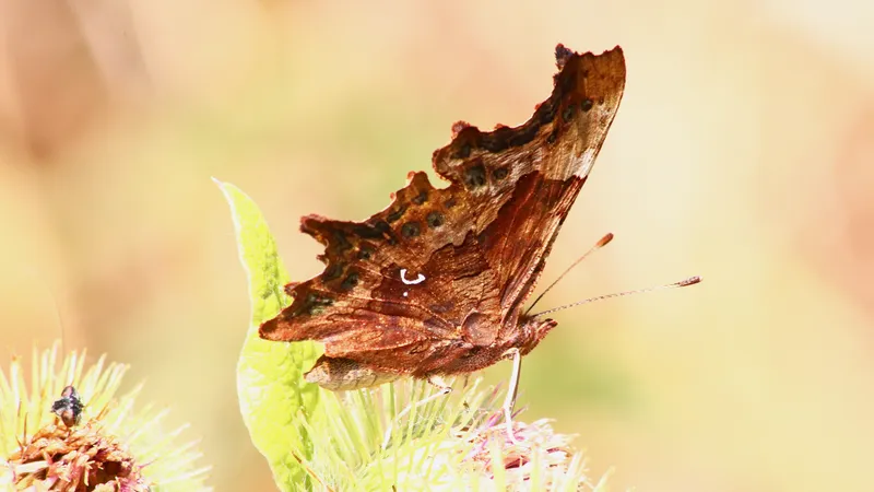 Comma by Lawton Walker