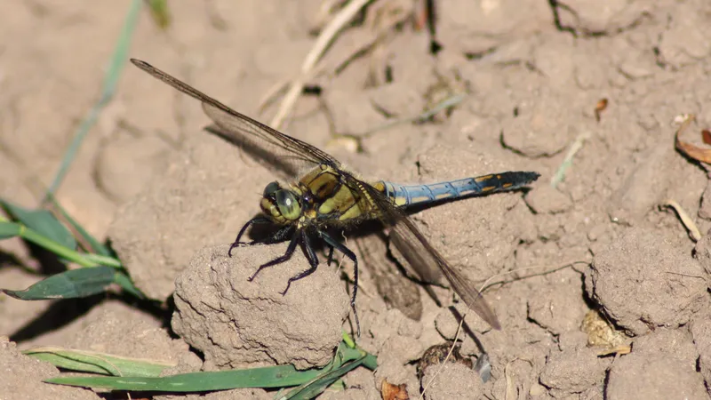 Black-tailed Skimmer by Lawton Walker