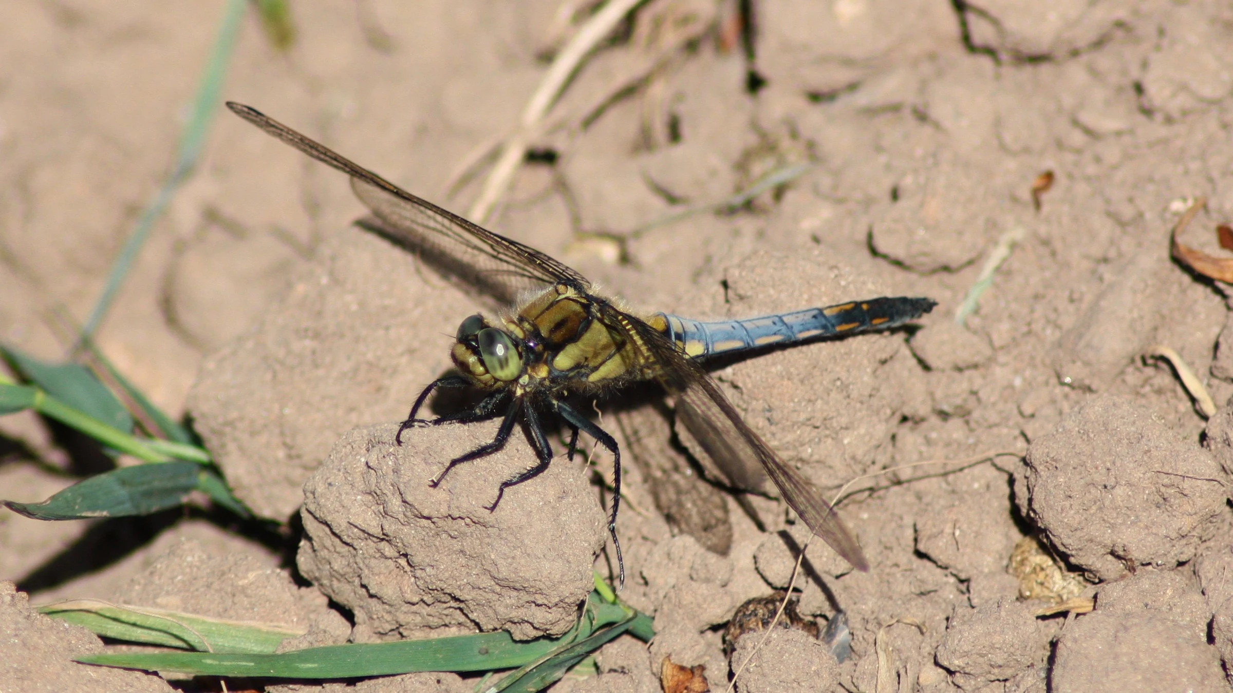 Black-tailed Skimmer by Lawton Walker