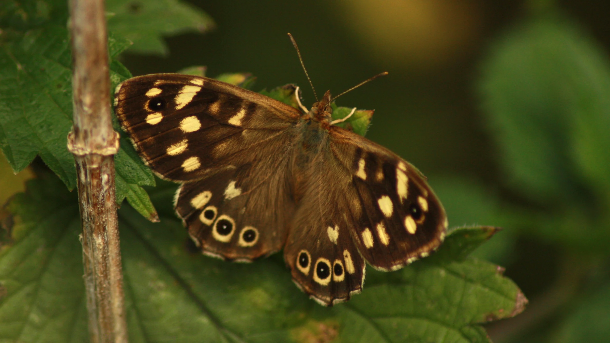 Speckled Wood by Lawton Walker