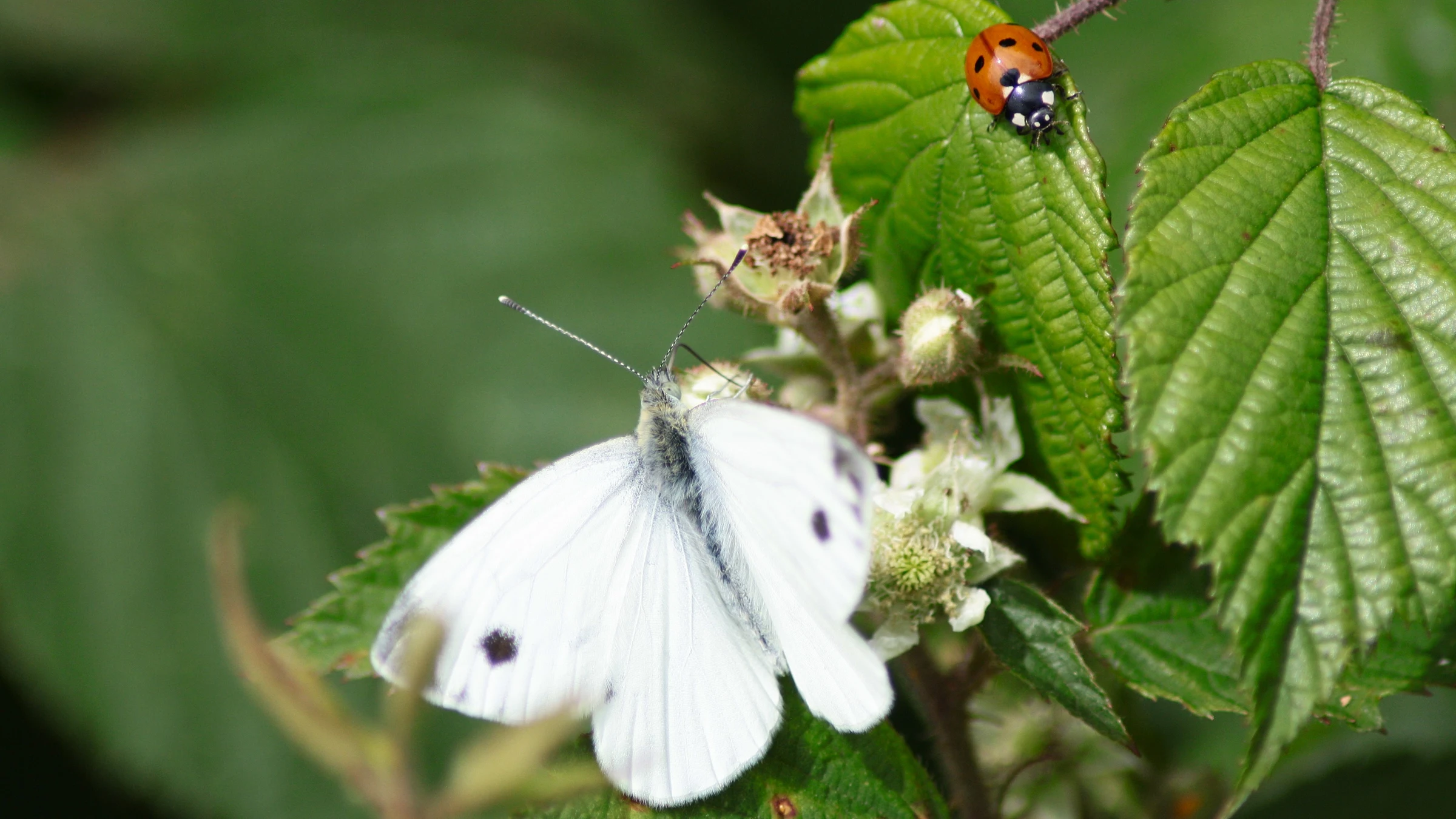 Large White by Lawton Walker