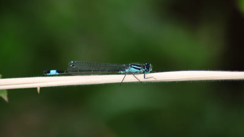 Blue-tailed Damselfly by Lawton Walker