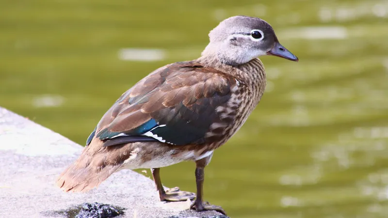 Mandarin Duck by Lawton Walker