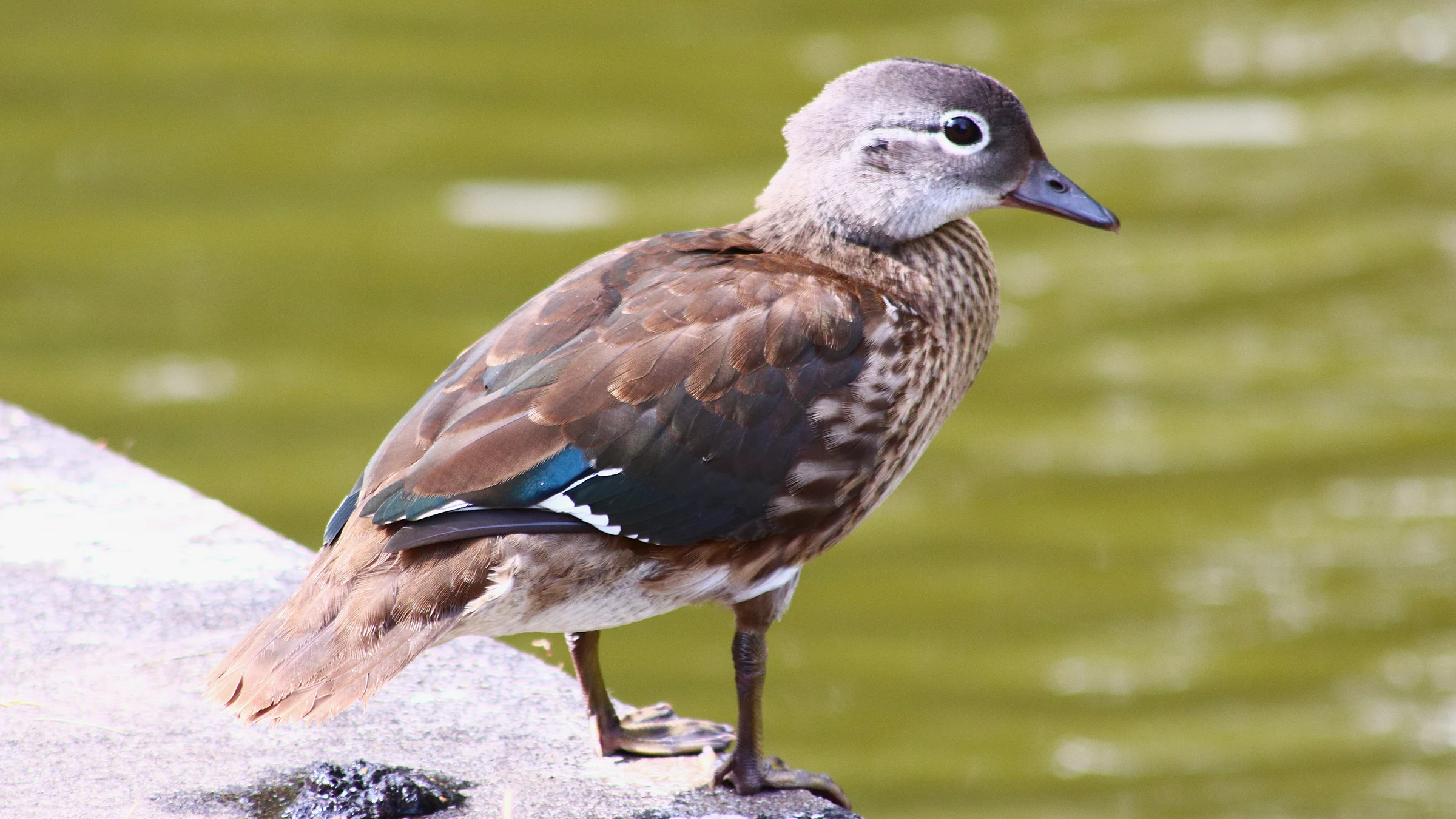 Mandarin Duck by Lawton Walker