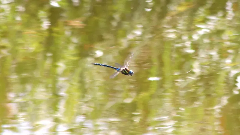 Migrant Hawker by Lawton Walker