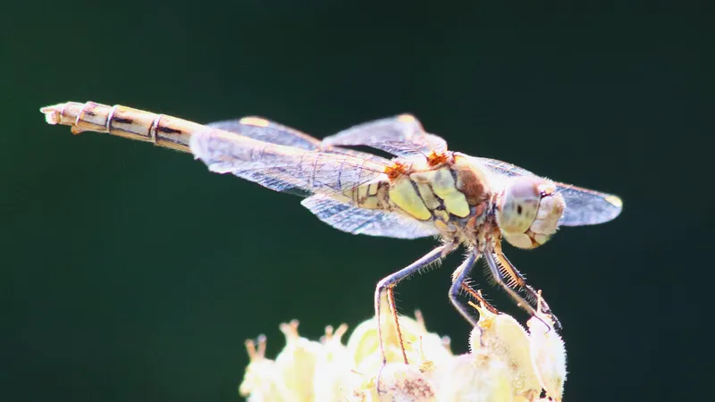 Common Darter by Lawton Walker