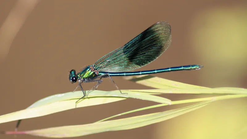 Banded Demoiselle by Lawton Walker