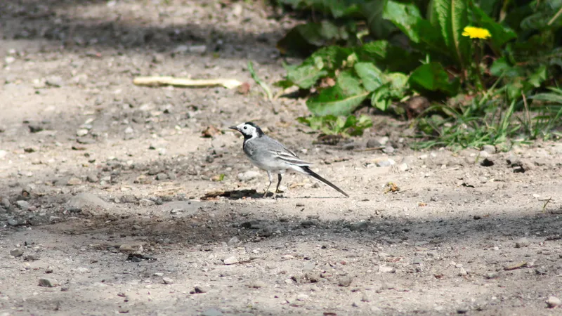 Pied Wagtail