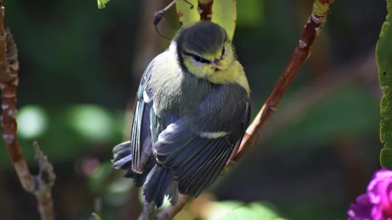 Blue Tit by Lawton Walker