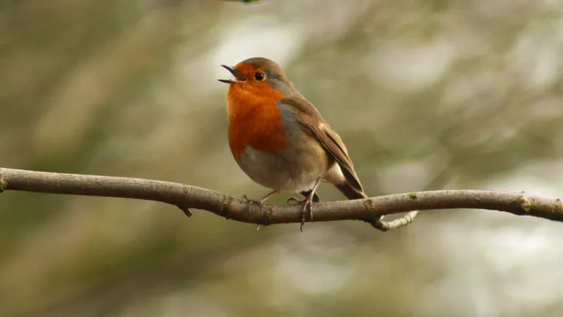 Robin