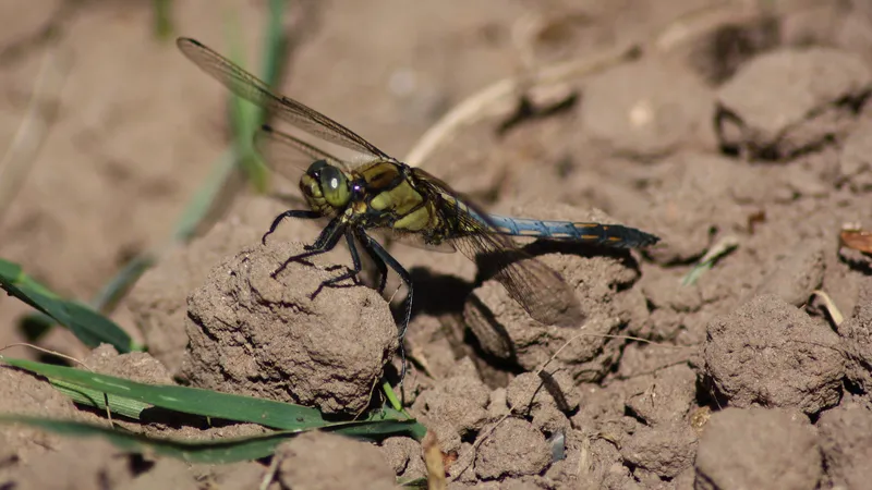 Broad-bodied Chaser by Lawton Walker