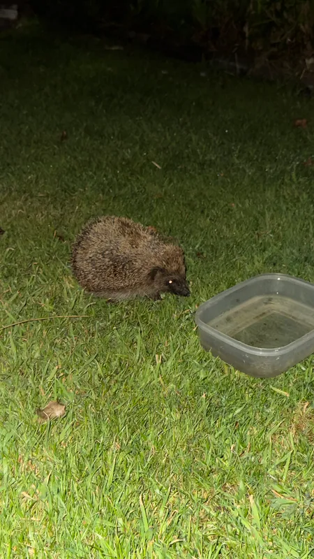 West European Hedgehog by Joe Biz