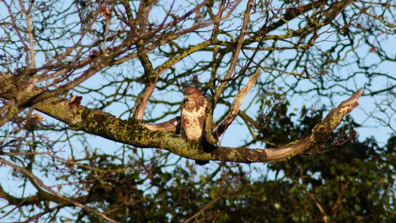 Common Buzzard