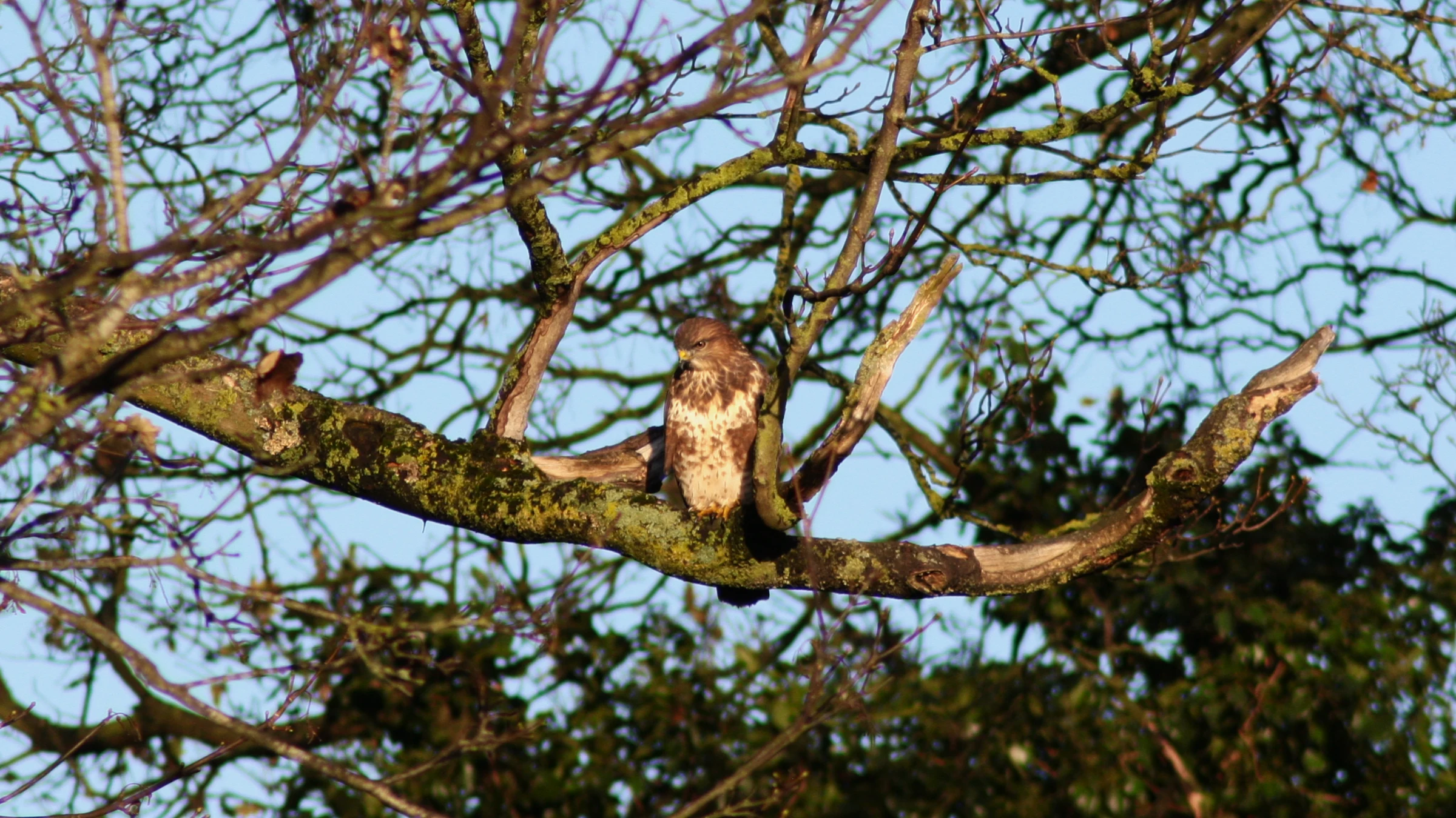 Common Buzzard by Lawton Walker